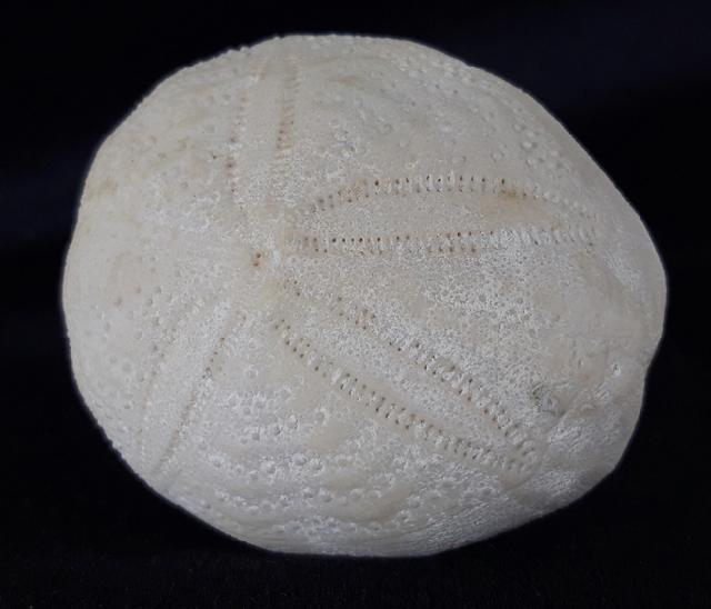 Eupatagus (Oymnopatagus) antillarum (COTTEAU 1875) - Bild &copy; FossNet FossilienStore